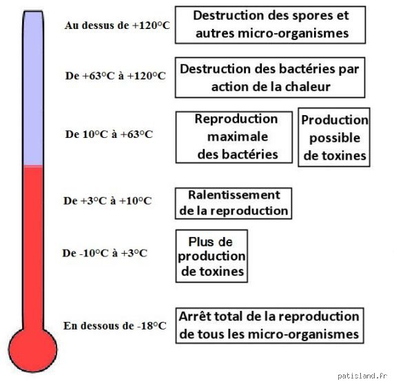 Combien de temps vit une bactérie ? La vérité sur l'incroyable longévité des maîtres de l'infiniment petit