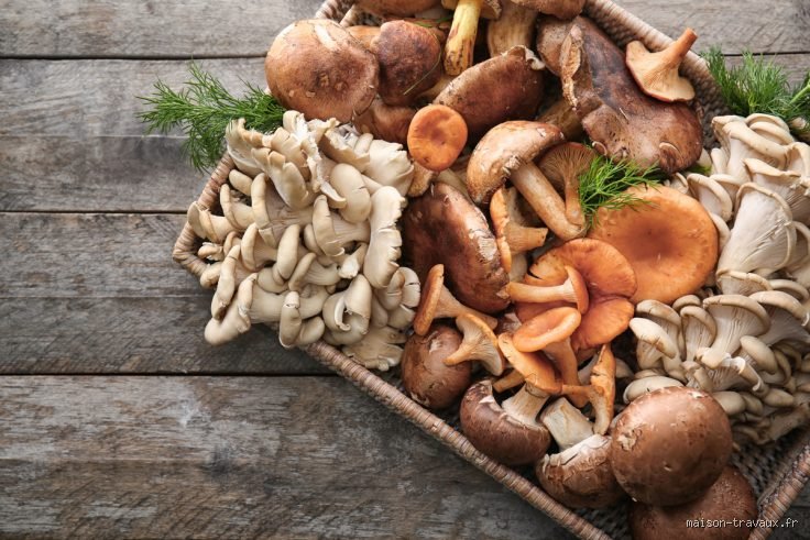 Est-ce que les champignons sont considérés comme des légumes ?