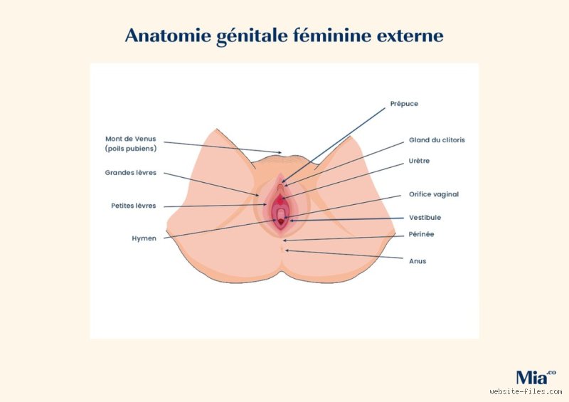 Où se trouve la partie la plus douce d'une femme : une quête sensorielle entre science, psychologie et réalités épidermiques