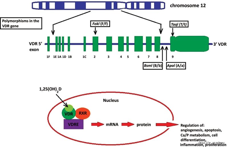 Qu'est-ce que le gène VDR ? Tout savoir sur ce récepteur qui pilote votre immunité et votre métabolisme