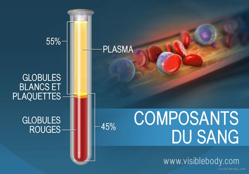 Qu'est-ce qui rend le sang liquide ?