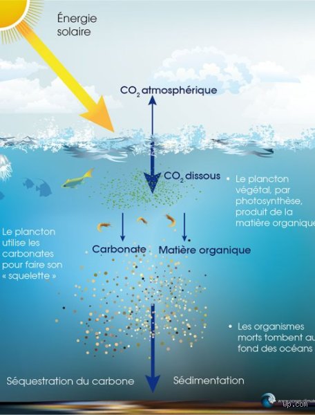 Quel algue produit le plus d'oxygène ? La vérité sur les véritables poumons de notre planète bleue