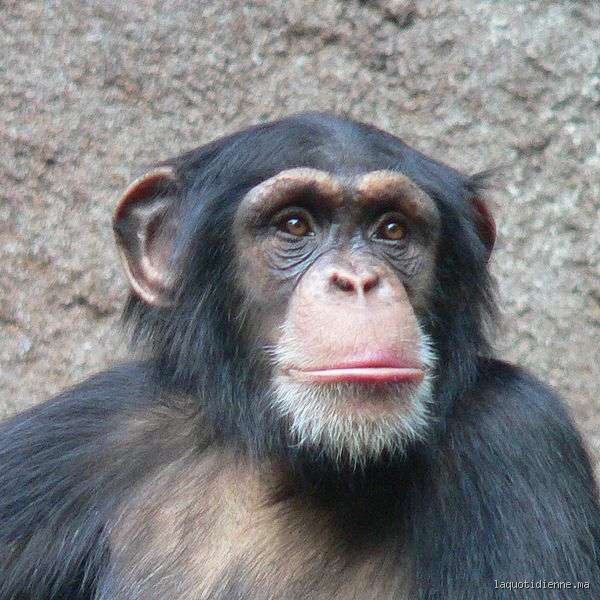 Quel animal possède 99 % d'ADN humain ? La vérité sur nos cousins génétiques les plus proches