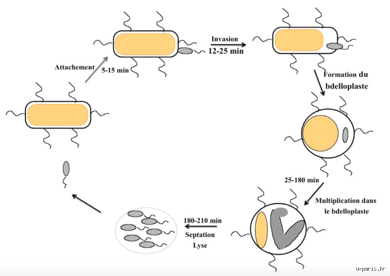 Quel est le cycle de vie d'une bactérie ? Voyage au cœur de la fureur invisible d'un microcosme en sursis