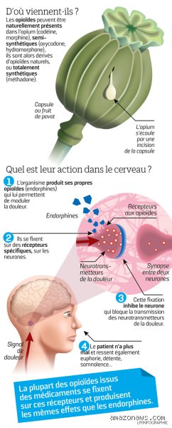 Quel organe élimine la morphine ? Voyage au cœur de la machinerie biologique qui filtre nos antidouleurs