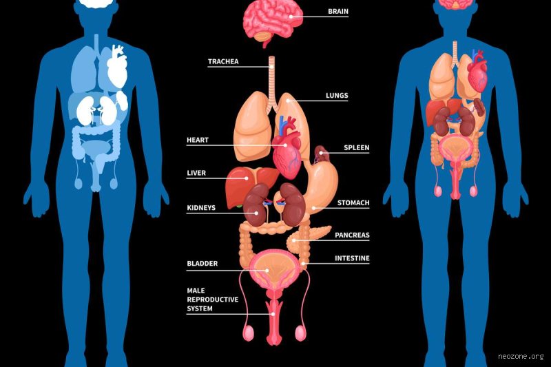 Quel organe meurt en premier après la mort ? La vérité biologique sur l’arrêt progressif de notre machine interne