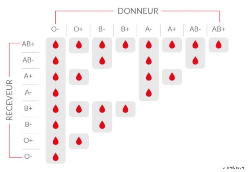 Quelle est la différence entre o positif et o négatif ? Comprendre les enjeux vitaux de ces deux groupes sanguins