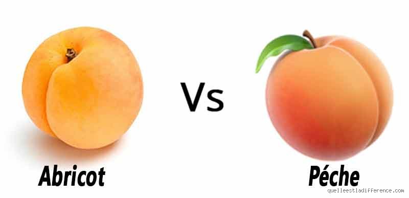 Quelle est la différence entre une pêche abricot et une nectarine ? Le guide complet pour ne plus jamais les confondre au marché