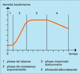 Quelles sont les 4 étapes de la croissance bactérienne ? Le guide microbiologique complet pour comprendre la dynamique des populations invisibles