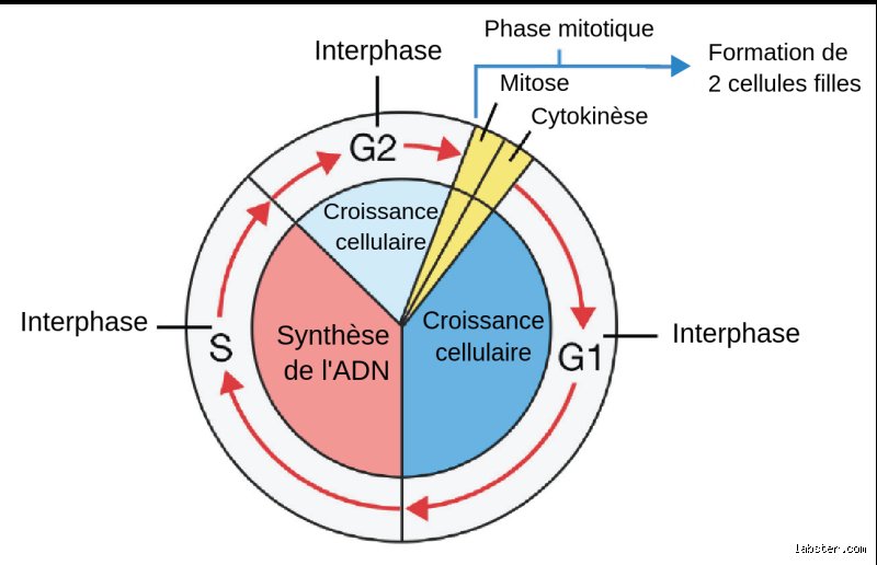 Quelles sont les 4 étapes du cycle cellulaire ? Comprendre enfin la vie, la mort et le renouvellement de nos cellules