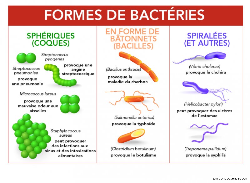 Quelles sont les 4 formes de bactéries ? Le guide microbiologique complet pour enfin tout comprendre