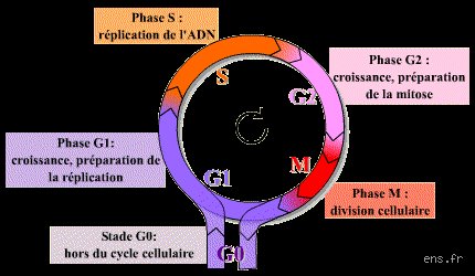Quelles sont les étapes de l'interphase g0 g1 et g2 s1 s2 et g0 g0 g1 et ss g1 et g2 ? Décryptage d'un chaos cellulaire apparent
