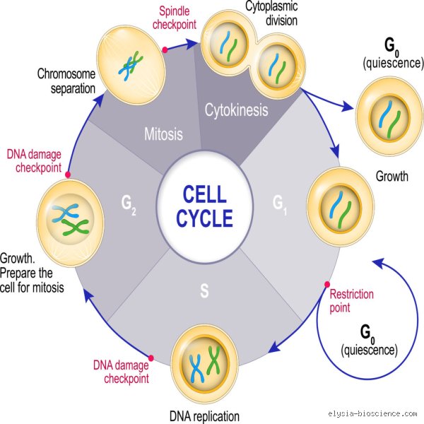 Quelles sont les quatre étapes de la production cellulaire  ? Enquête au cœur de la machinerie du vivant
