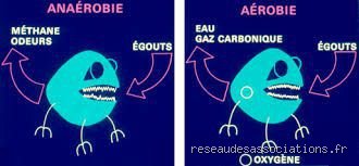 Quels sont les microbes aérobies et pourquoi ils comptent dans notre quotidien ?