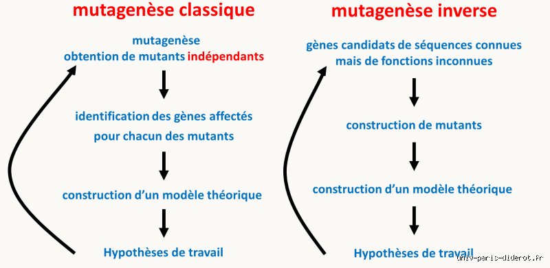 Un gène muté peut-il redevenir normal ? Entre mythe de la guérison spontanée et réalité des biotechnologies
