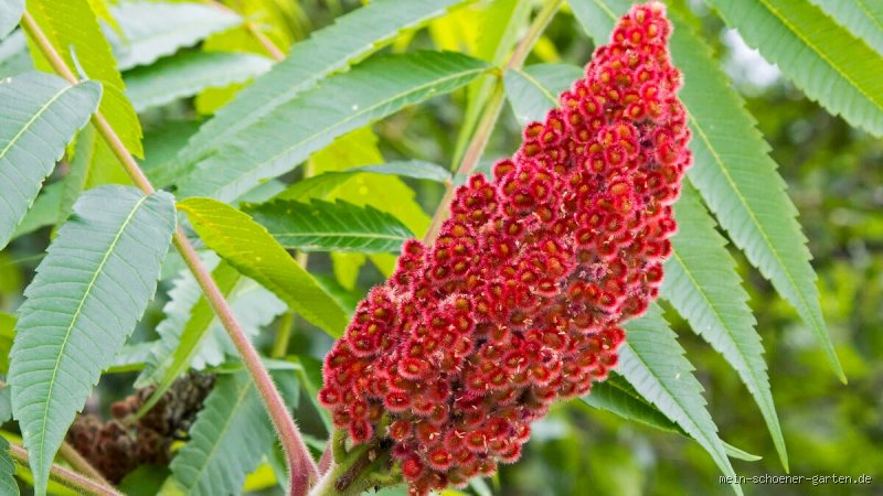 Kann man Essigbaum Früchte essen? Die überraschende Wahrheit über die samtigen rote Kolben im Garten
