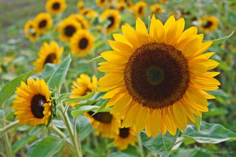 Sind Sonnenblumen Blumen oder sind sie etwas ganz anderes? Die botanische Wahrheit