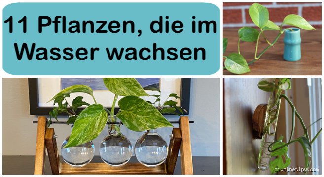 Welche Pflanzen mögen Wasser?