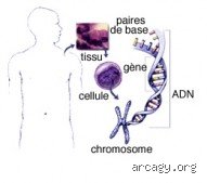Quel est le gène qui favorise le cancer ? Enquête au cœur de notre patrimoine génétique pour comprendre les mutations à risque
