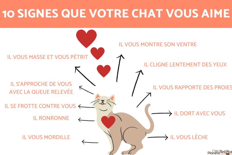 Les Langages Secrets : Comment dire à son chat que je l'aime sans utiliser la voix humaine