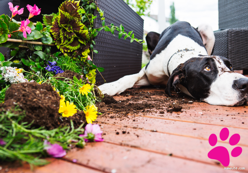Comment faire pour que le chien ne creuse plus ? Astuces efficaces pour stopper ce comportement