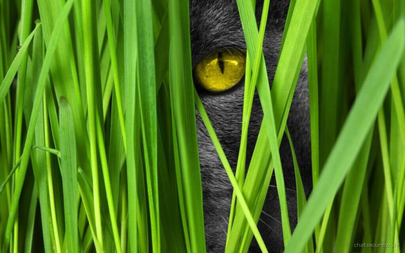 Comment s'appelle l'herbe à chat ? Découvrez ce mystère !