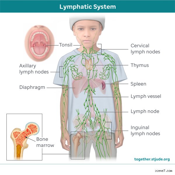 Comment savoir si mon enfant a un système immunitaire affaibli ? Le guide complet pour décrypter les signaux d'alerte réels