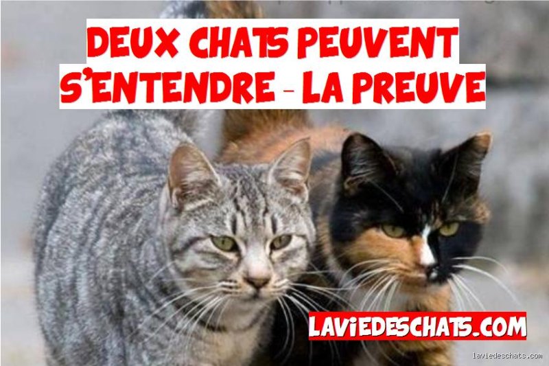 Est-ce que deux chats mâles peuvent s'entendre ? La cohabitation, un art subtil