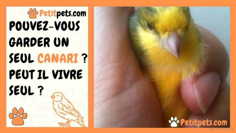 Est-ce que le canari peut vivre seul ?