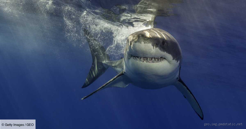 Est-ce que les requins sont dangereux ?