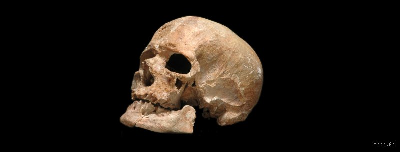 L'espèce humaine a-t-elle connu l'extinction il y a 900 000 ans ? Enquête sur un goulot d'étranglement génétique terrifiant