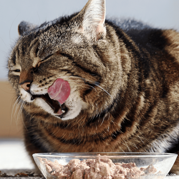 Pourquoi mon chat mange vite ses croquettes ? Découvre ce qui se cache derrière !