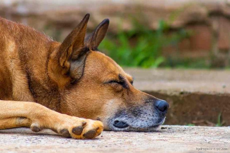Pourquoi on ne peut pas enterrer son animal dans son jardin ?