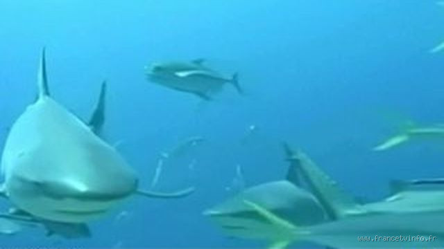 Qu'est-ce qui fait fuir les requins ? Découvrez les secrets pour les éloigner