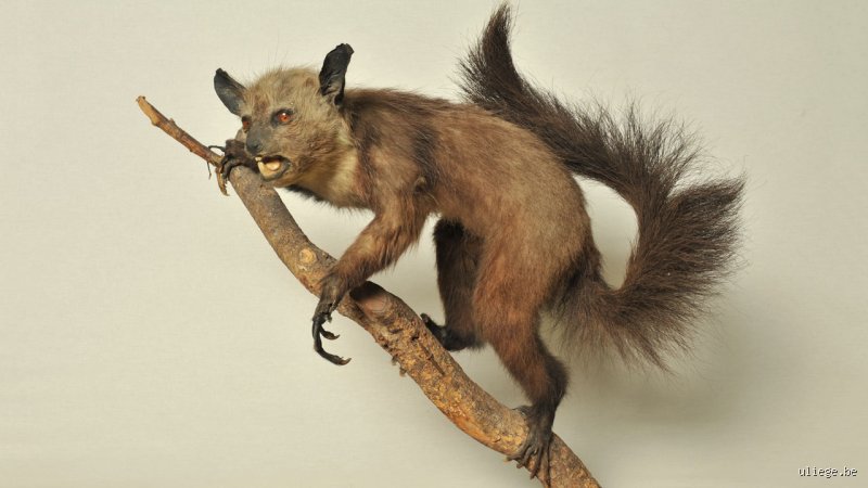 Que veut dire Aye-aye ? Aux origines d’un nom aussi bizarre que ce lémurien de Madagascar