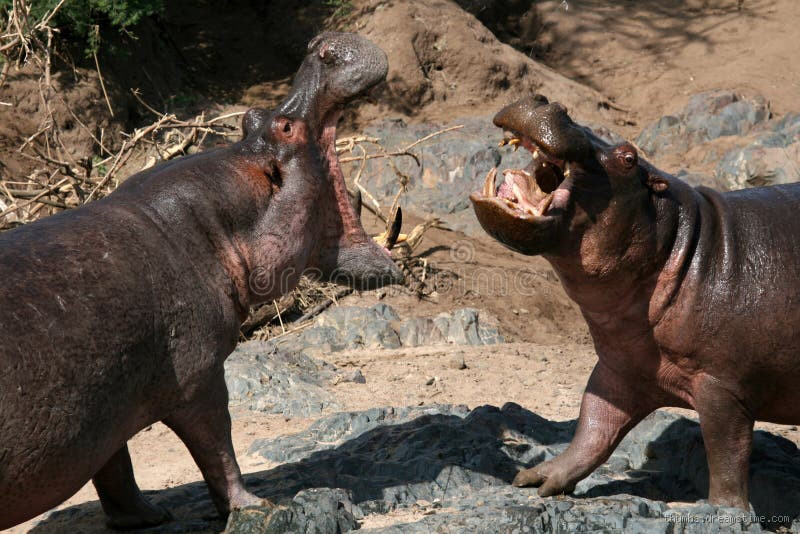 Quel animal peut battre l'hippopotame ? Découvrez-le ici !
