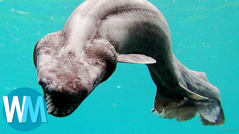 Quel est l'animal qui n'a pas de voix ? Découvrez ce mystère fascinant