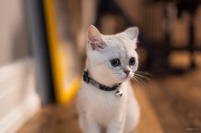 Quel est le chat qui ne grandit pas ? Le guide des races miniatures