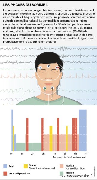 Quel est le dernier sens à se réveiller le matin chez l'humain ? Le verdict surprenant de la science du sommeil