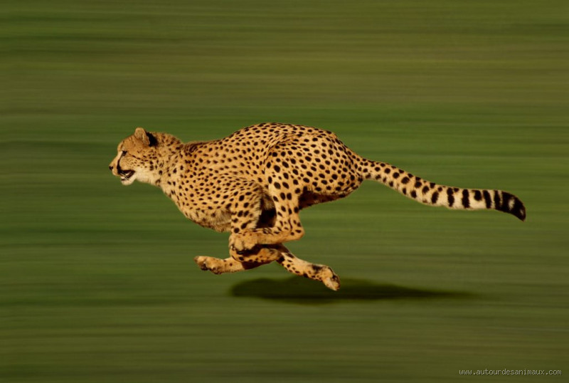 Quel est le nom de l'animal le plus rapide du monde ? Découvrez le champion de la vitesse