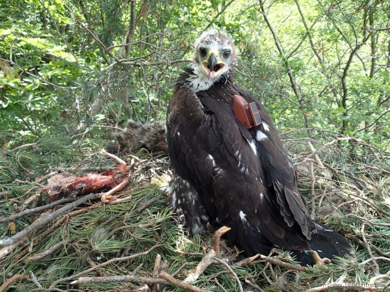 Quel Oiseau Peut VRAIMENT Terrasser un Aigle ? Accrochez-vous, ça décoiffe !