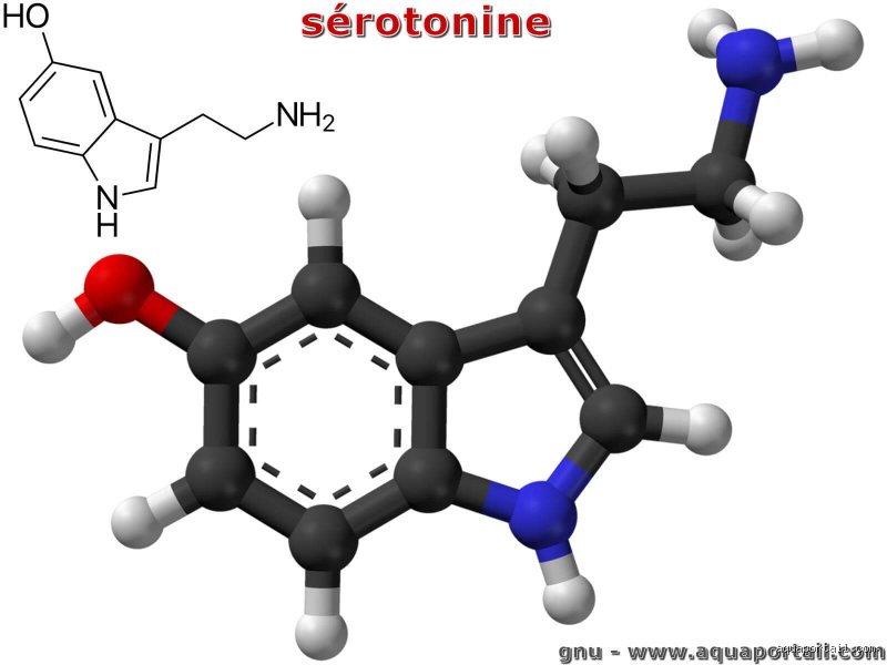 Quel organe secrète la sérotonine ? Le choc de la réponse digestive