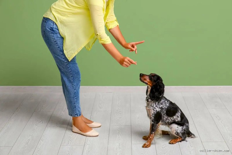 Quelles sont les 5 erreurs à ne pas faire avec son chien : le guide de survie pour une cohabitation réussie