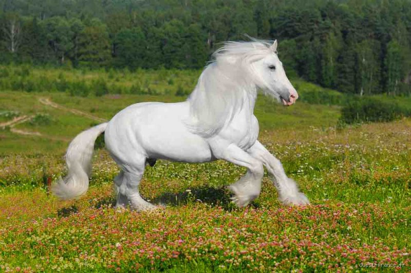 Quelle race de cheval est la plus belle ?