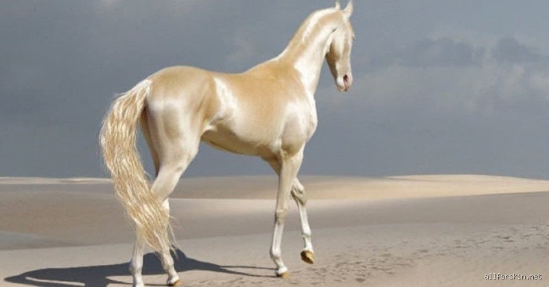 Qui est le plus beau cheval du monde ?