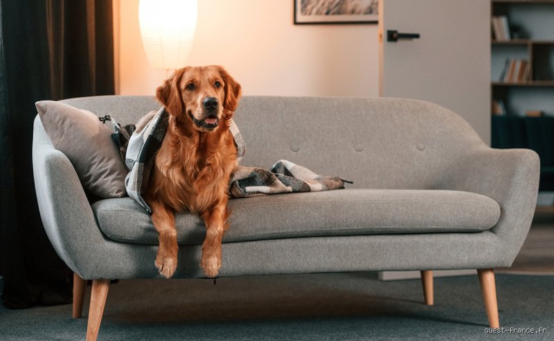 Comment empêcher mon chien de monter sur le canapé quand je ne suis pas là ?