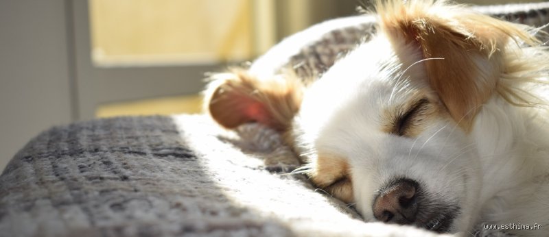 Comment faire plaisir à un chien en fin de vie ?