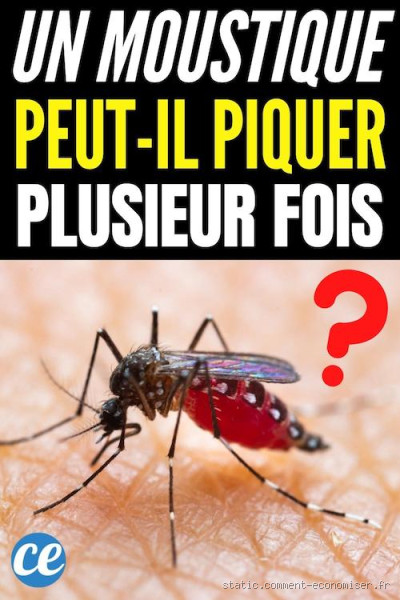 Est-ce que les moustiques peuvent piquer plusieurs fois ? Découvrez la vérité !