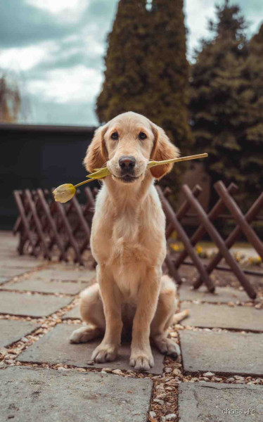 Où laisser son chien quand on part la journée ? Découvrez les meilleures options