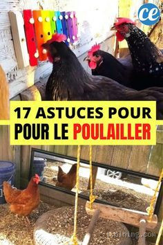 Œufs fripés dans le poulailler : faut-il s'inquiéter ?